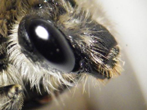 Eucera sp.